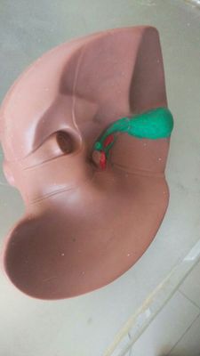 仿真肝胆解剖模型